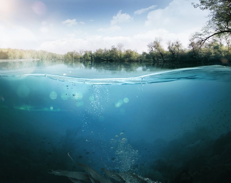 A photograph taken partially under the surface of a river, showing both the treelined horizon and underwater plants