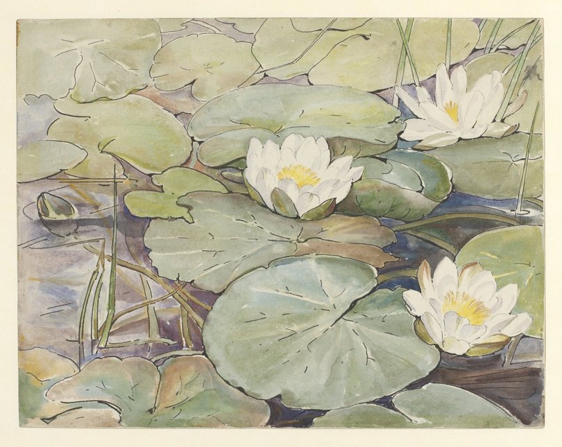 Water lilies drawing
