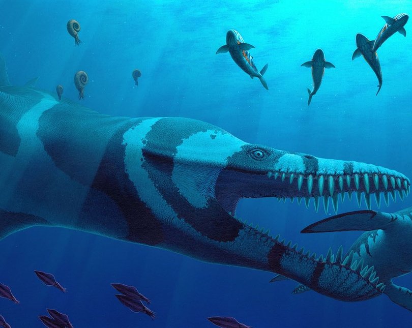 An artist's inpression of a pleiosaurus