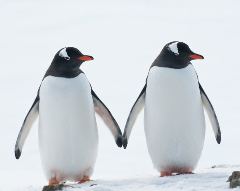 Two penguins holding hands