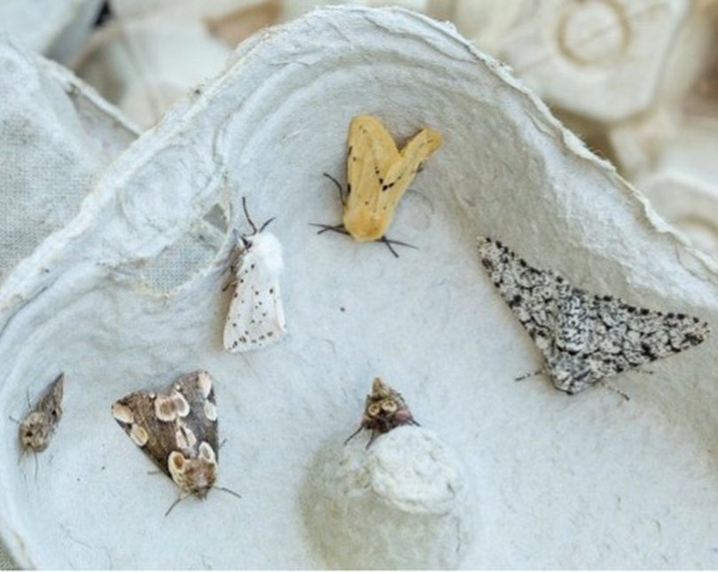 An array of moths