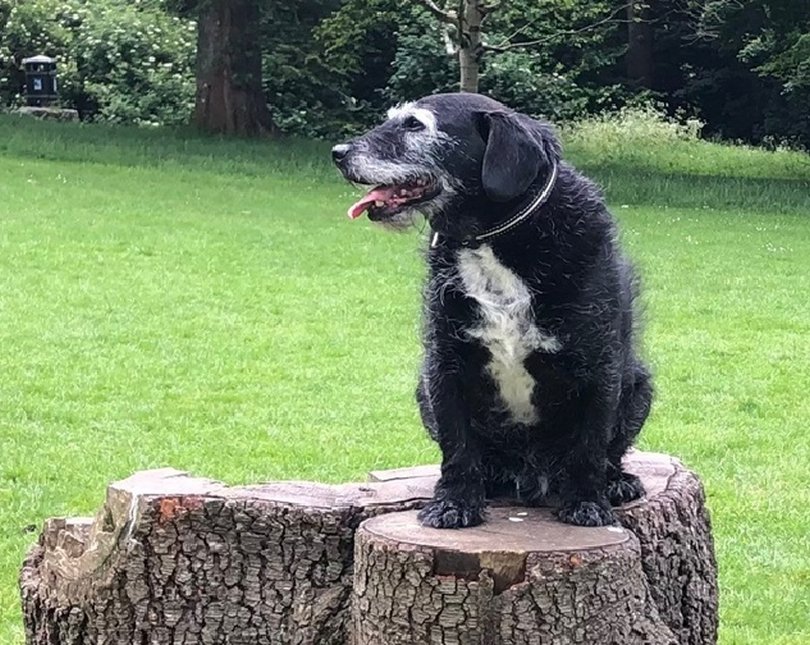 Black and white dog sitting on a rock