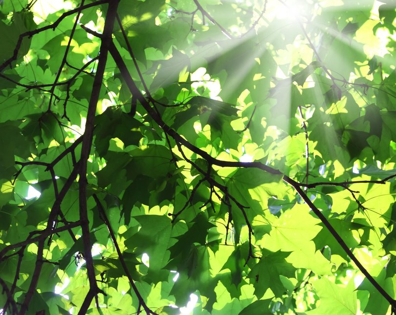 Sunlight filtering through tree leaves