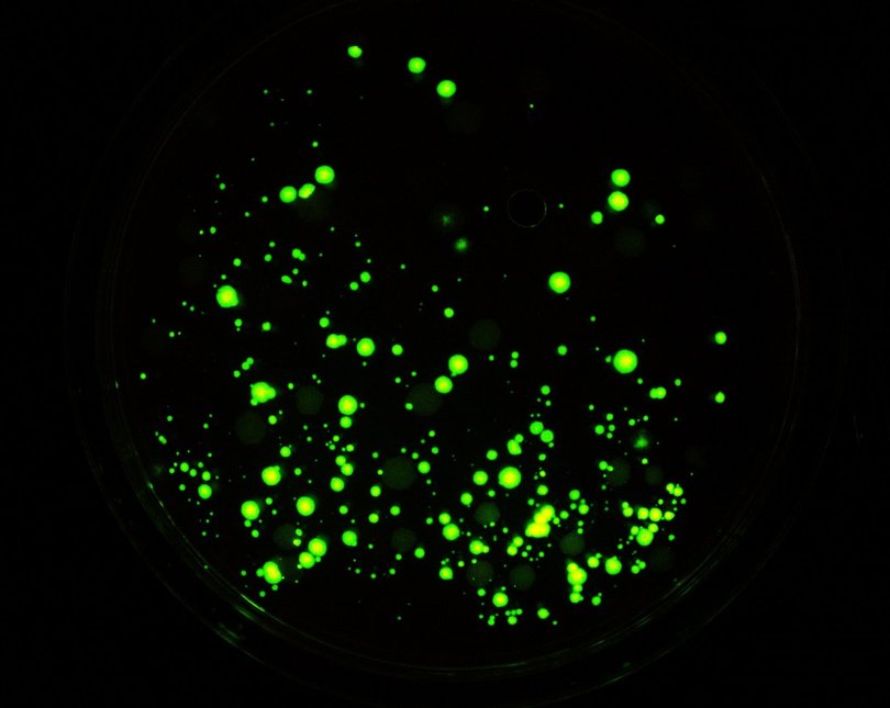 Glowing green lights on a black background