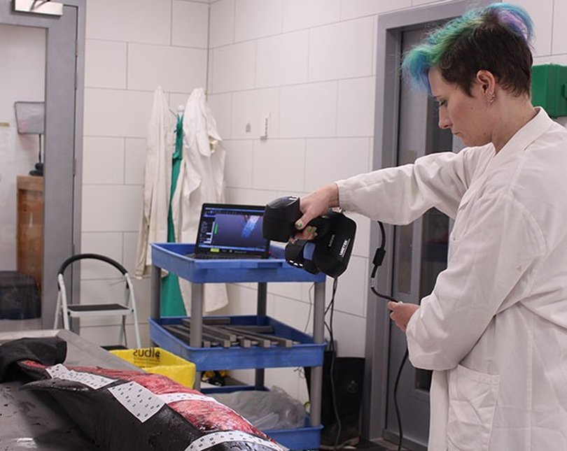 3D scanning of a porpoise dissection
