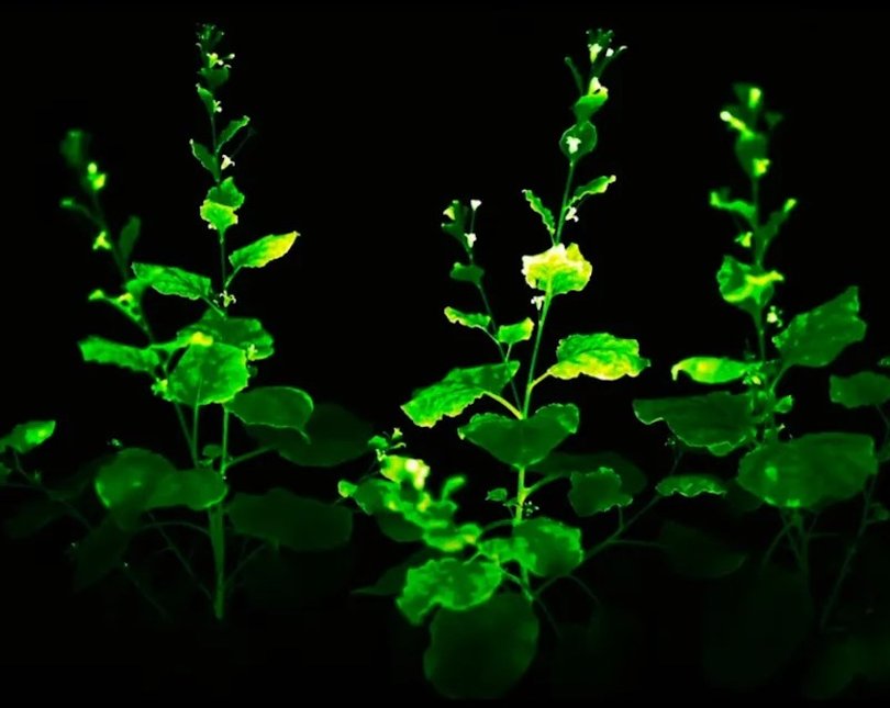 Glowing plants against a black backdrop