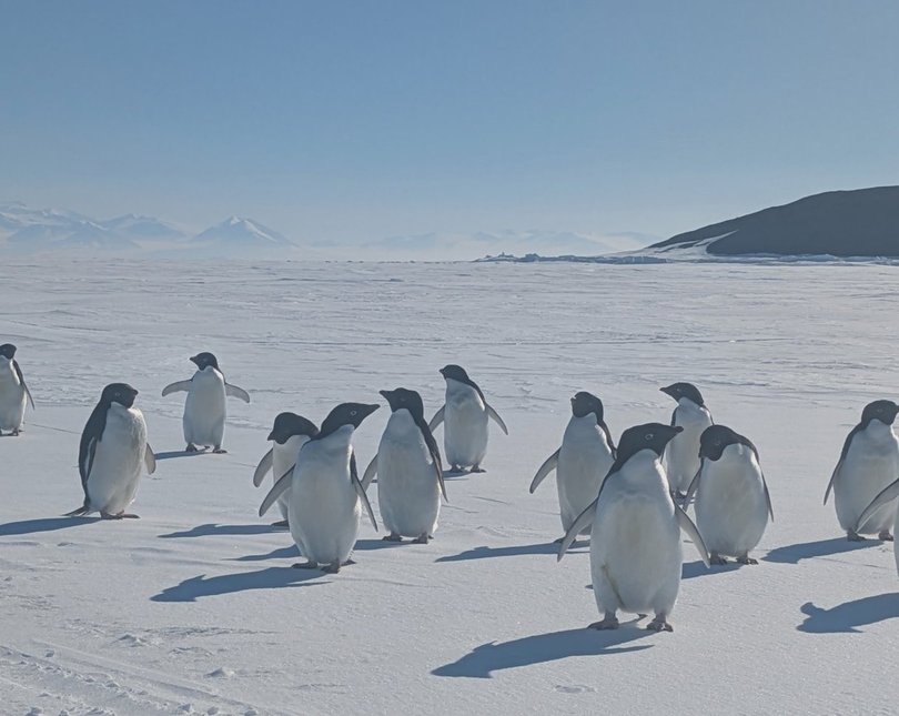 A group of penguins walking across the snow