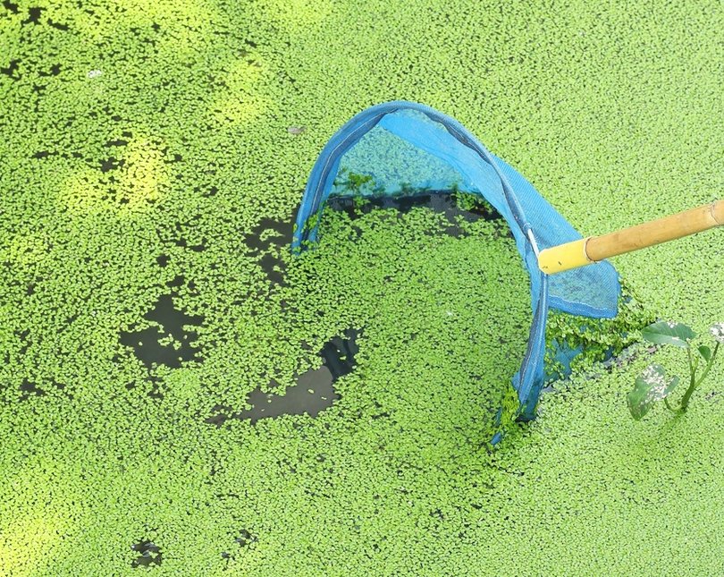 A blue net dipping into a pond full of green weeds