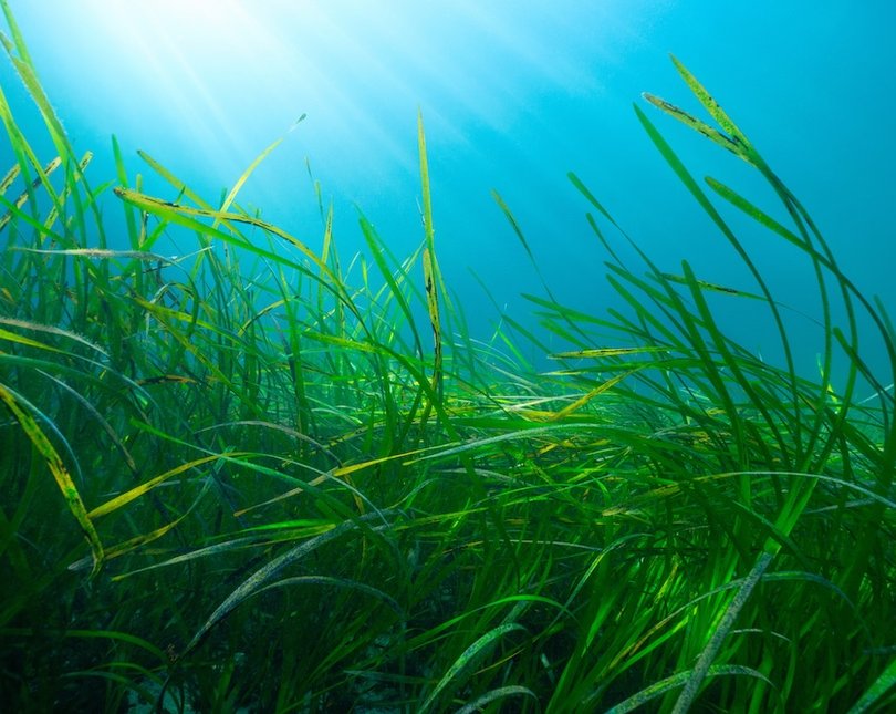 Seagrass growing under water with sunlight coming through the surface