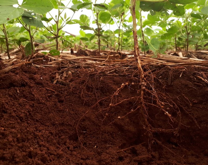 Photograph showing green plants and their roots underneath