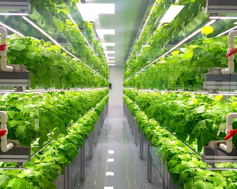 Green plants growing inside a laboratory
