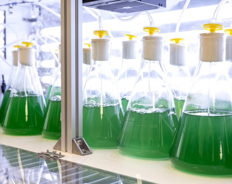 A row of flasks in a fridge filled with green liquid