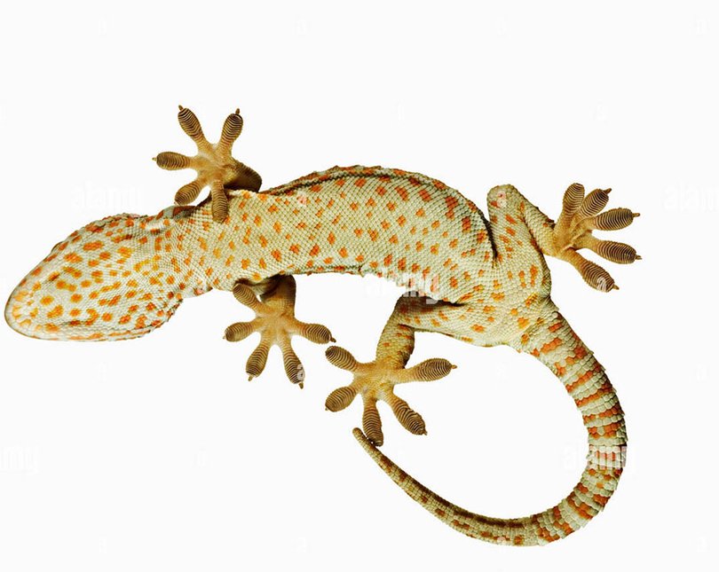 A detailed photograph of the underbelly of a gecko