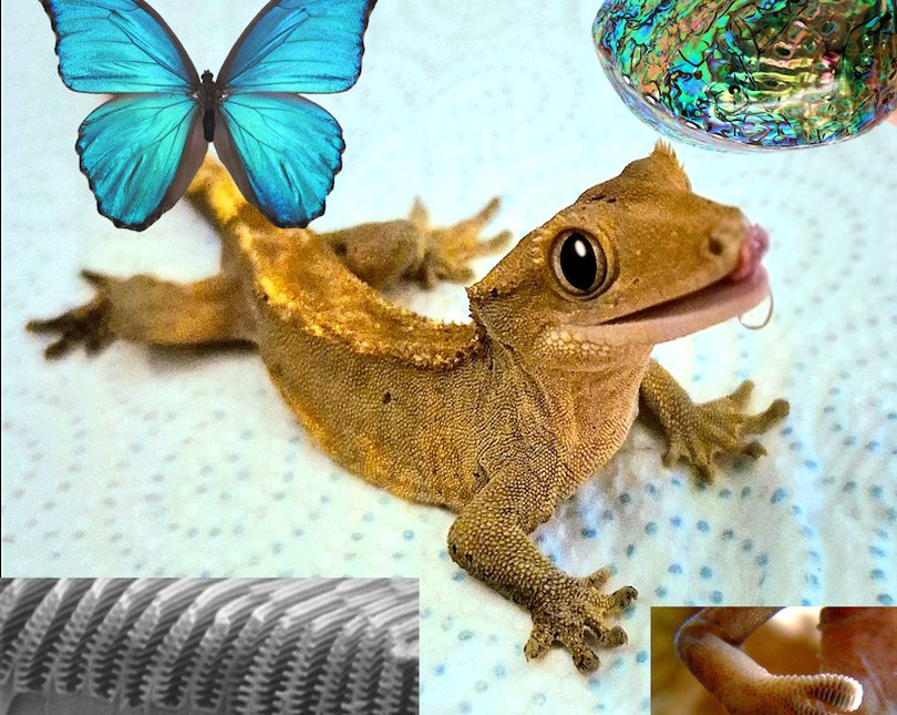Graphic with gecko and butterfly