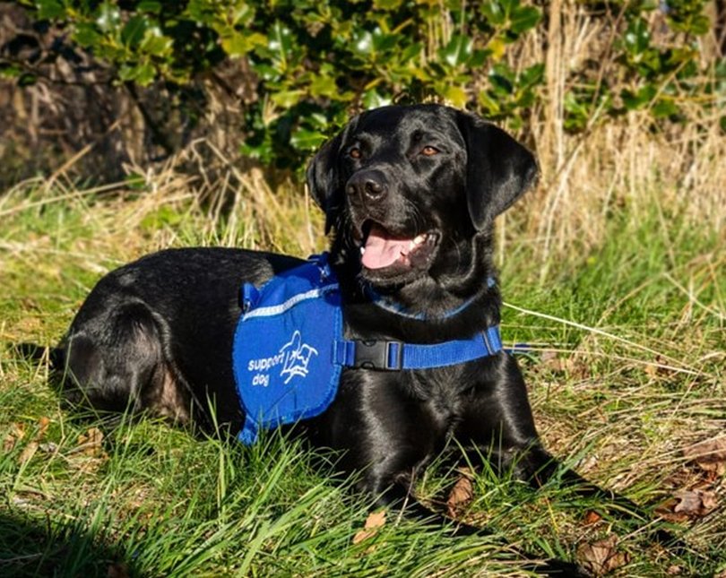 A black Labrador in a blue work vest