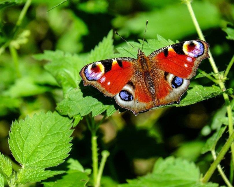 Butterfly resting on a leaf