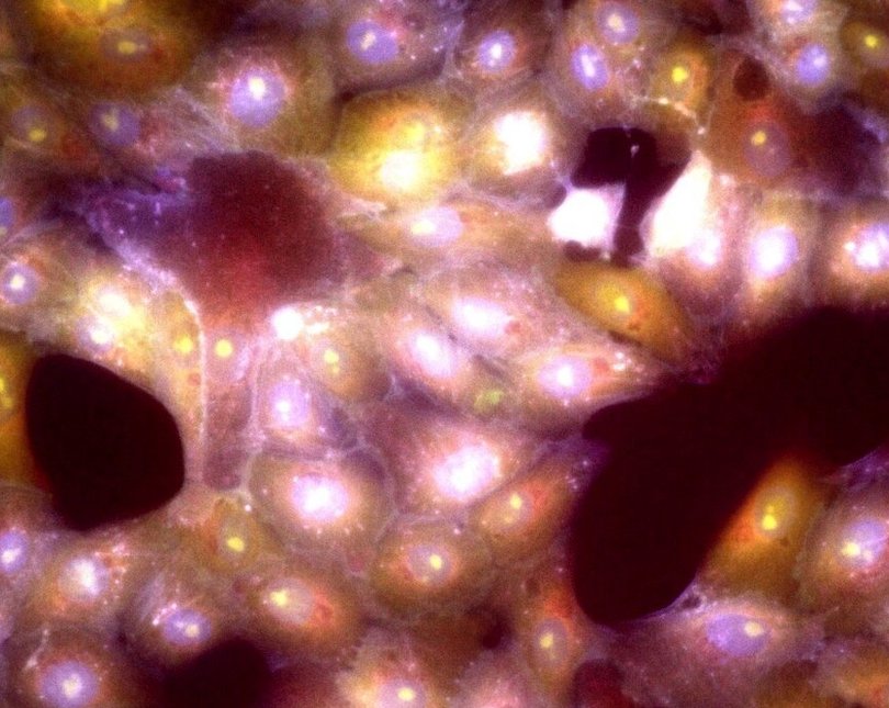 Close up of cells