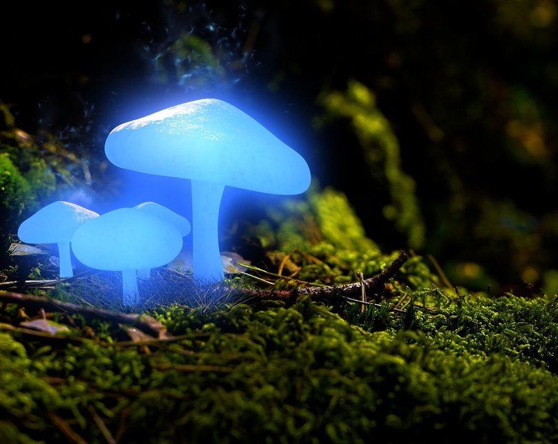 Glowing fungi in forest