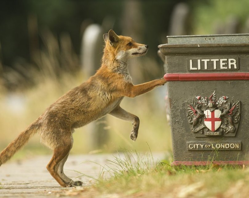 Urban fox next to bin